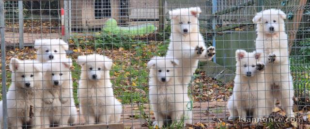 chiot berger blanc suisse adoption