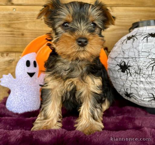 chiot Yorkshire terrier femelle