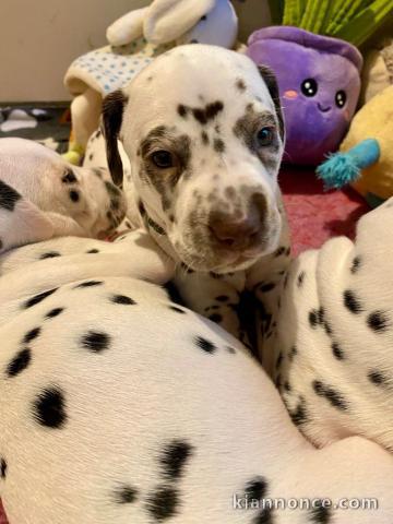 chiot dalmatien a donner