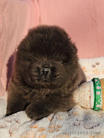 magnifique chiot chow chow disponible