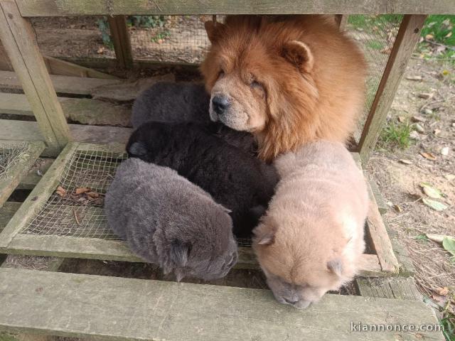 adoption chiot chow chow