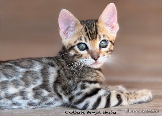 bébé chaton Bengal disponible 