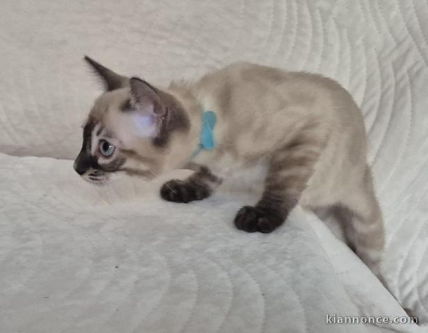 chaton Bengal mâle a donner 