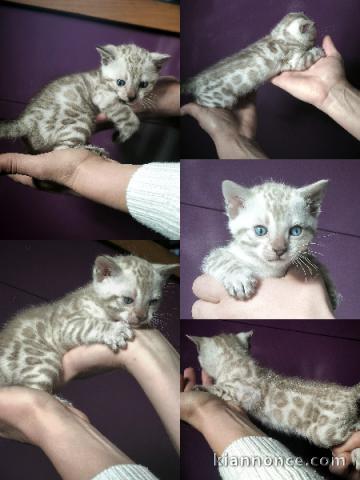 adoption chaton Bengal 