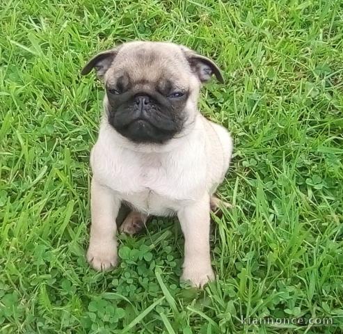 chiot carlin disponible pour adoption 