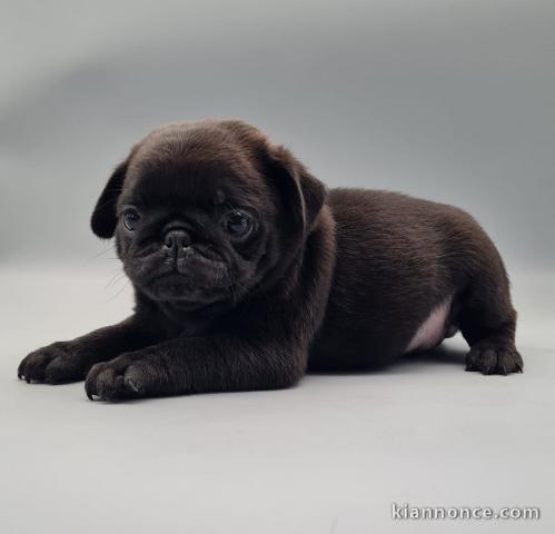 chiot carlin disponible 