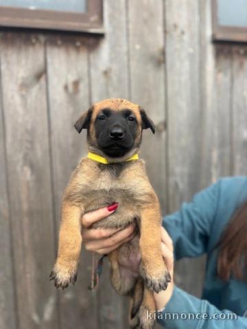 chiot belge belge disponible 