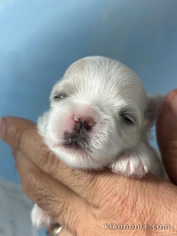 Chiot bichon frisé femelle 