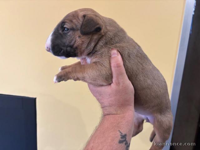 chiot bull terre à donner 