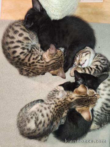 Dons chaton Savannah disponible 
