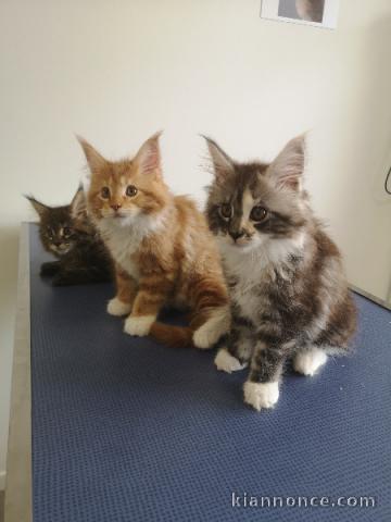 chaton Maine coon disponible pour adoption 