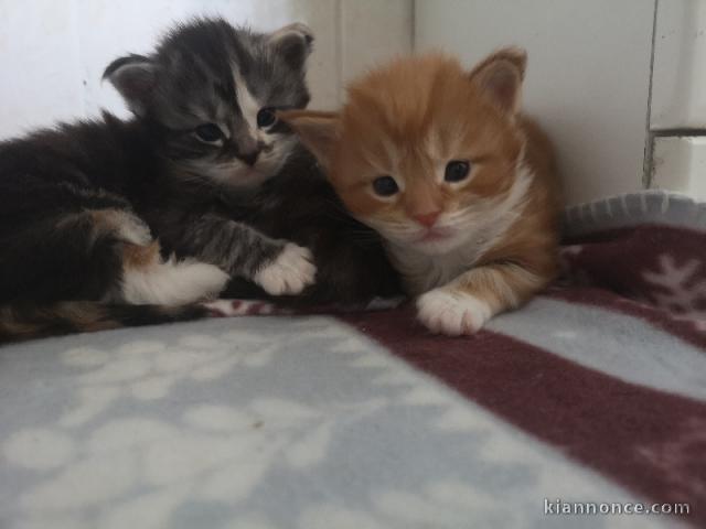 chatons maine coon disponible 