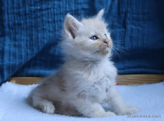 chaton Maine coon femelle a donner 