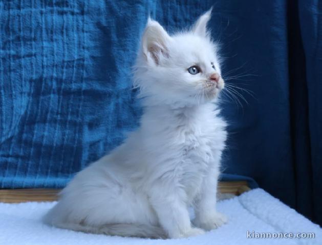 magnifique chaton maine coon blanc disponible 