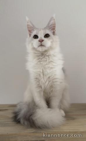 adorable chaton Maine coon femelle 