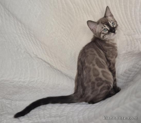 Bengal disponible pour adoption 