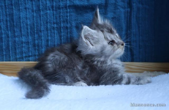 chaton Maine coon mâle 