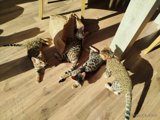 magnifique chaton Bengal 