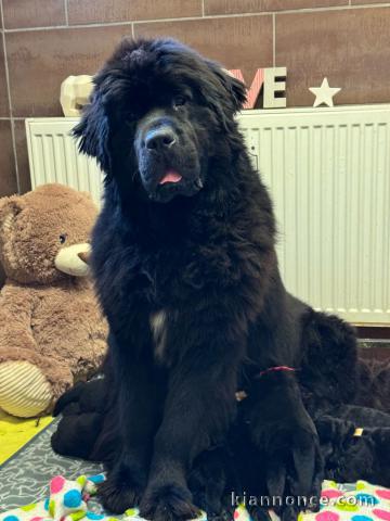 chiot Terre neveu à adopter urgent 