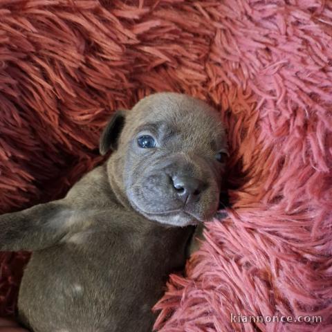magnifique chiot staffie Beu a donner contre bon soin 