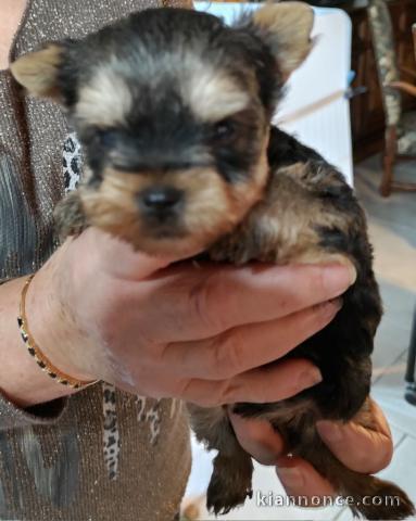 chiot Yorkshire femelle à donner pour noël femelle 
