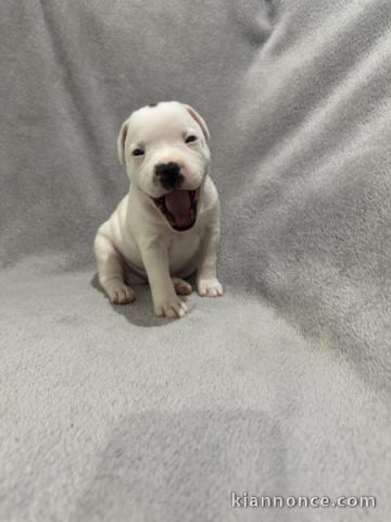 je donne chiot staffie disponible 