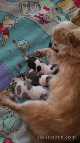 chiot chihuahua femelle a donner 