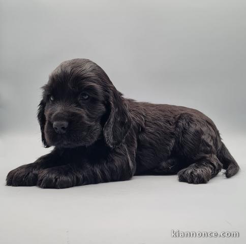 chiot labrador retriever disponible pour adoption 