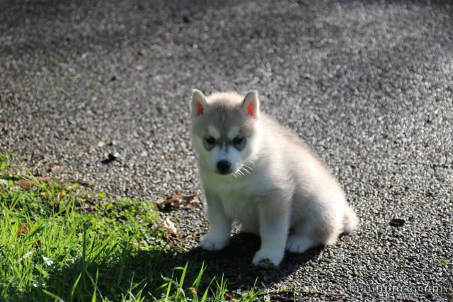 chiot husky sibérien à donner 
