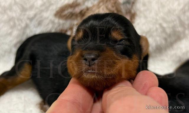 Chiot Yorkshire terrier femelle disponible 