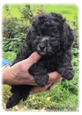 chiot caniche disponible pour adoption 