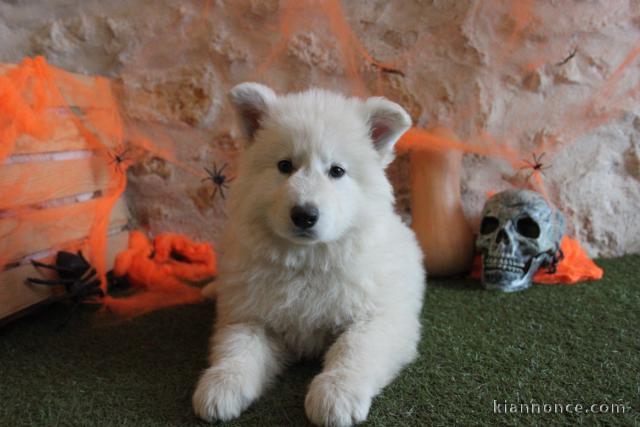 bébé chiot berger blanc suisse adoption 
