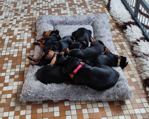 chiot pinscher nain disponible de suite 