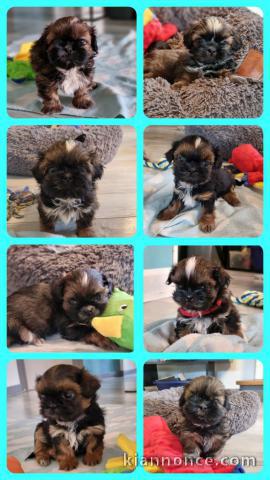 chiot shih tzu a été vérifiée par le vétérinaire 