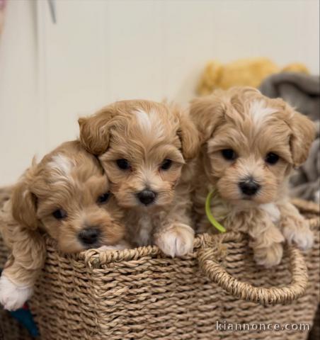 Magnifiques chiots Maltipoo