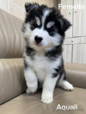 Chiot husky sibérien adorable 