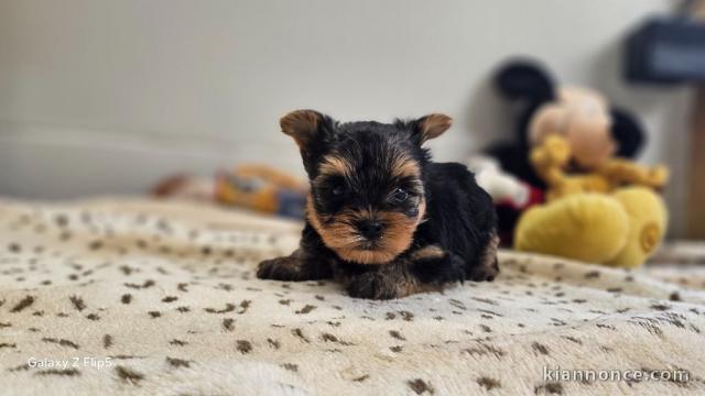 magnifique chiot York femelle 