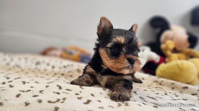 annonce chiot Yorkshire 