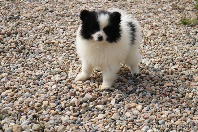 je donne chiot spitz allemand 