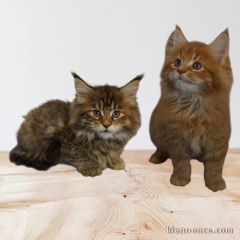 adorable chaton Maine coon 