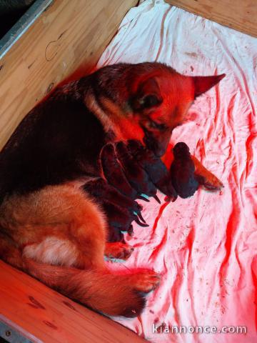 je donne chiot berger allemand 