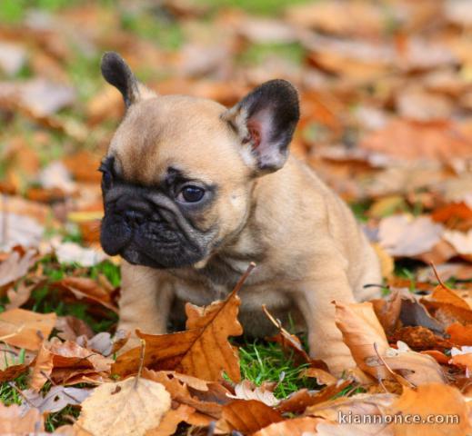 Dons chiot bouledogue français 
