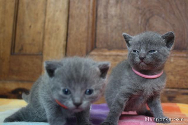 Magnifique chaton châtreux disponible 