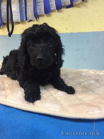 adoption chiot caniche disponible 