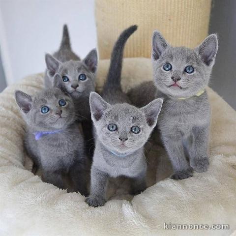 Trois bébés chatons disponible à l\