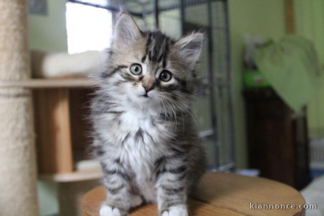 Chaton Sibérien femelle – 13 semaines – Famille sérieuse 