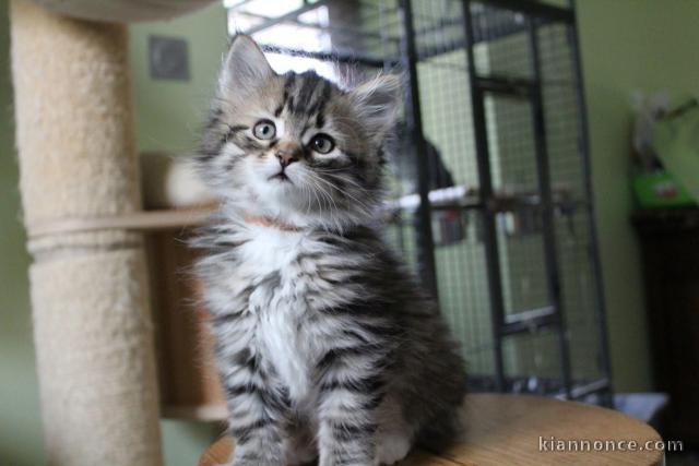 Chaton Sibérien femelle – 13 semaines – Famille sérieuse