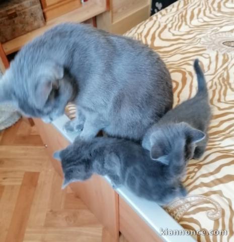 Beaux et mignonne chatons pour adoption 