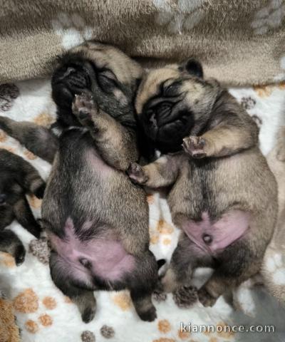 Dons chiot carlin disponible 