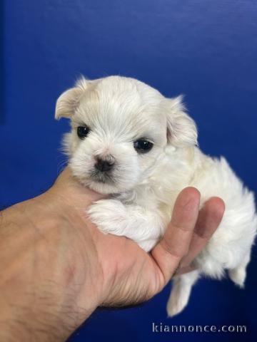 adopter chiot bichon maltais mâle 